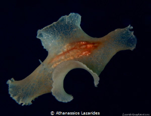 Flatworm Paraplanocera app swimming at night by Athanassios Lazarides 